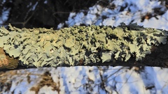 Parmotrema gardneri
