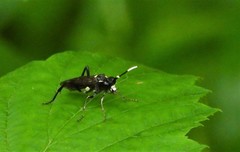 Macrophya trisyllaba