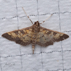 Diacme elealis