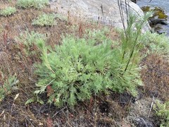 Artemisia campestris pacifica