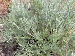 Artemisia campestris pacifica