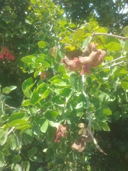 Pithecellobium dulce