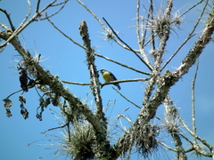 Coereba flaveola columbiana