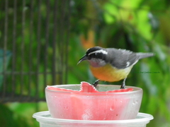 Coereba flaveola columbiana