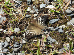 Marpesia merops