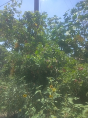 Pithecellobium dulce