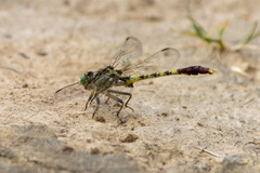 Arigomphus submedianus