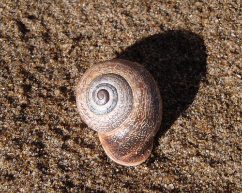 Spanish Snail