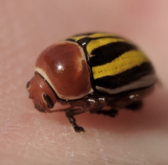 Cryptocephalus venustus