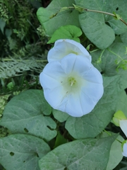 Calystegia silvatica