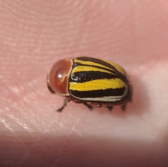 Cryptocephalus venustus