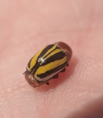 Cryptocephalus venustus