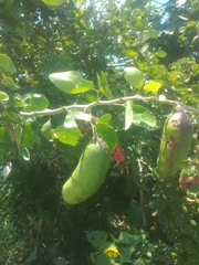 Pithecellobium dulce