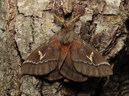 Social Noctuid Moth