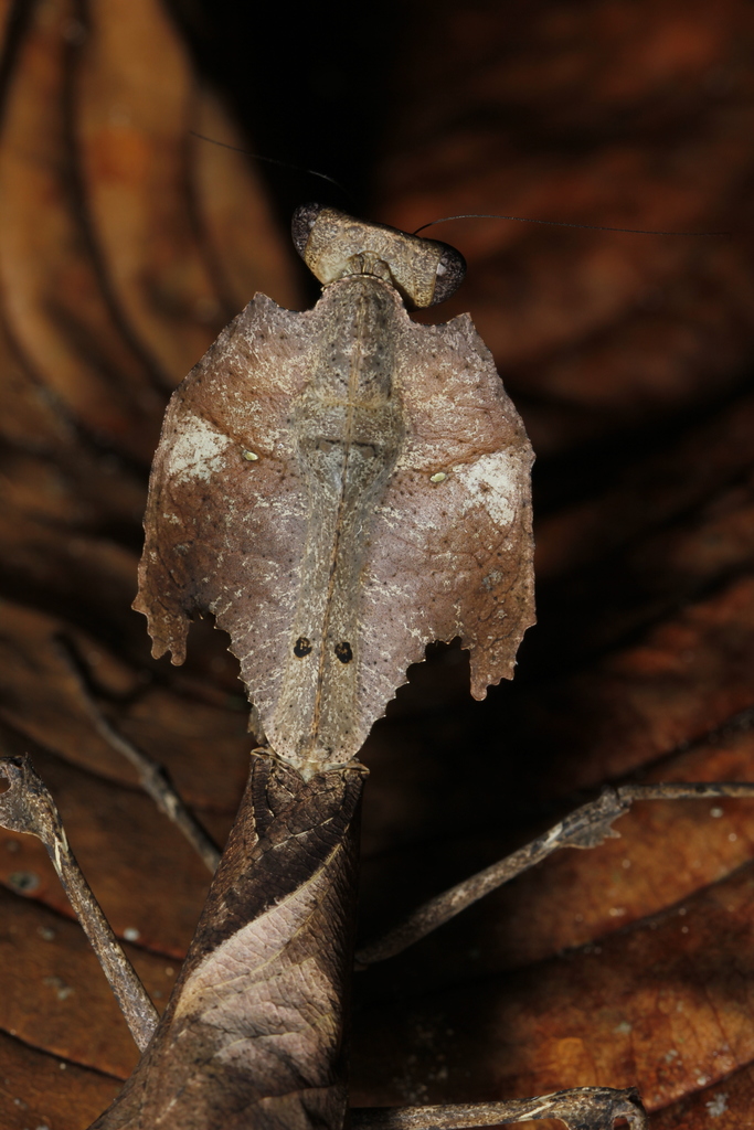 Mante feuille morte géante (Deroplatys desiccata)