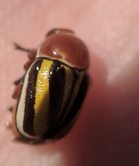 Cryptocephalus venustus