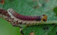 Cladius compressicornis