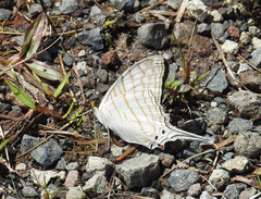 Marpesia merops
