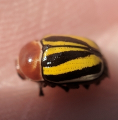 Cryptocephalus venustus