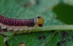 Cladius compressicornis