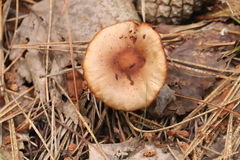 Gymnopus ocior