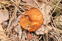 Gymnopus ocior