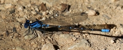 Argia gaumeri