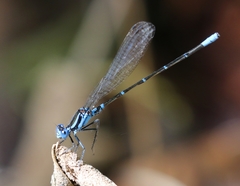 Argia gaumeri