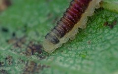 Cladius compressicornis