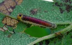 Cladius compressicornis