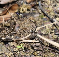 Argia translata