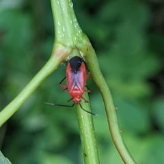 Coccobaphes frontifer