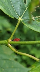 Coccobaphes frontifer