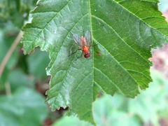 Achanthiptera rohrelliformis