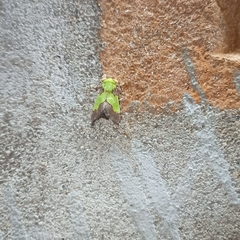 Aergina hilaris