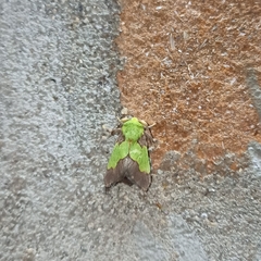 Aergina hilaris