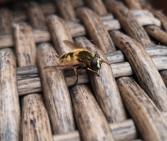 Helophilus lapponicus