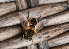 Helophilus lapponicus