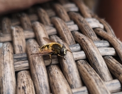 Helophilus lapponicus