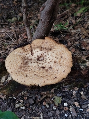 Cerioporus squamosus