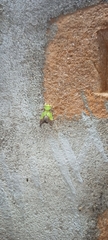 Aergina hilaris