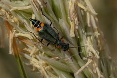 Clanoptilus marginellus