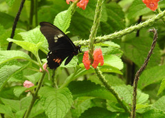 Parides erithalion smalli