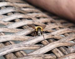 Helophilus lapponicus