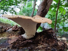 Cerioporus squamosus