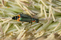 Clanoptilus marginellus