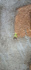 Aergina hilaris