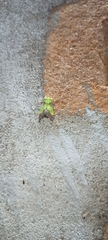 Aergina hilaris