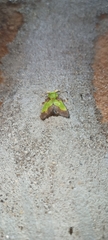 Aergina hilaris