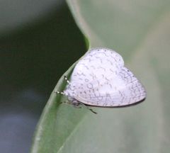 Spalgis lemolea lemolea